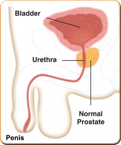 Normal_Prostate